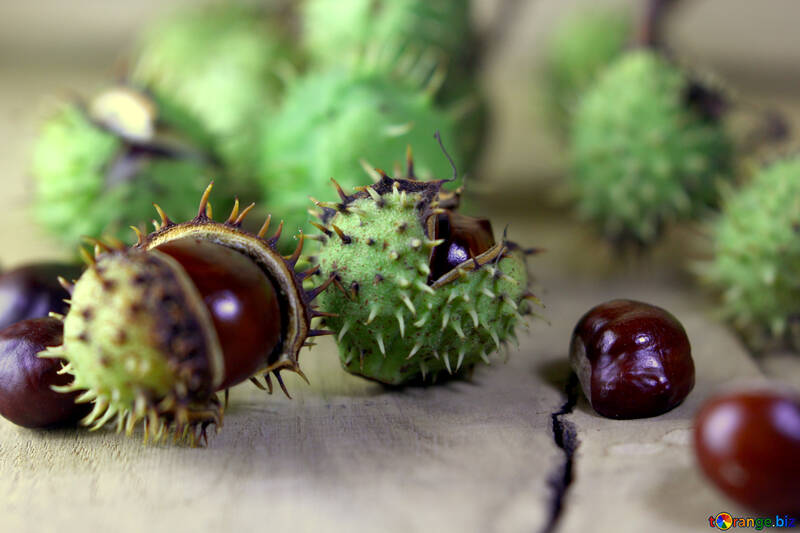 Horse-chestnut fruit on wooden background №46472