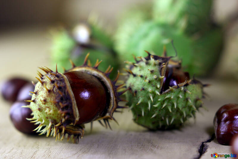 Horse-chestnut fruit on wooden background №46473