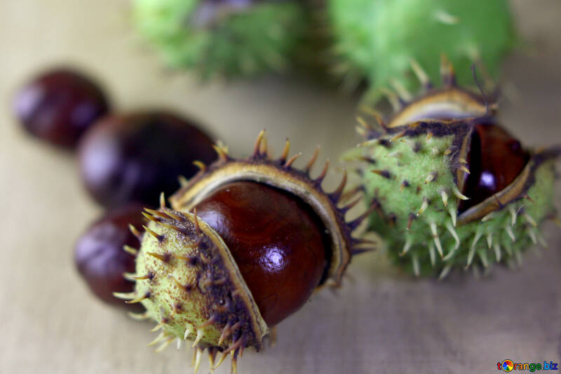 Horse-chestnut fruit on wooden background №46475