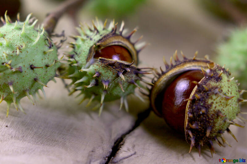 Beautiful conker on a wooden background №46461