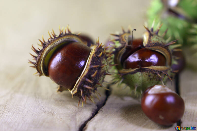 Beautiful conker on a wooden background №46463
