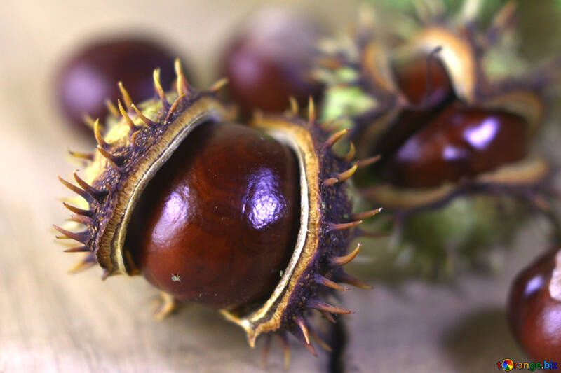 Beautiful conker on a wooden background №46468
