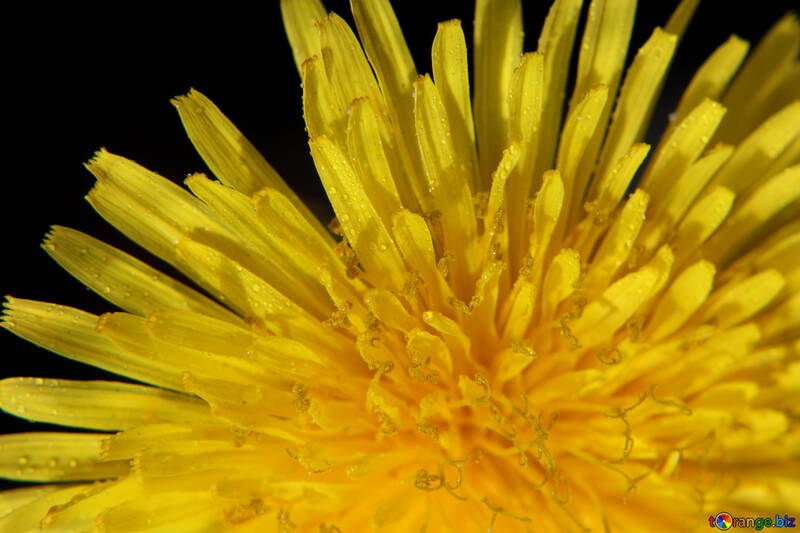 Bright yellow dandelion flower №46760