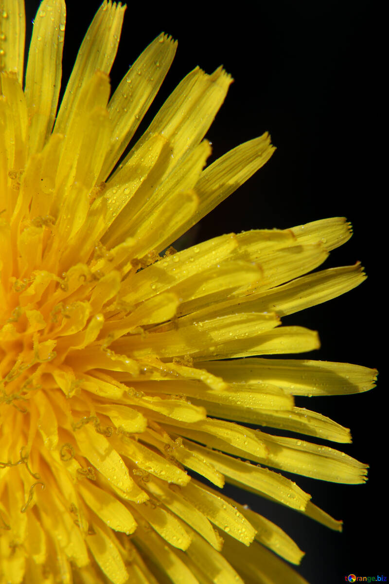 Bright yellow dandelion flower №46762