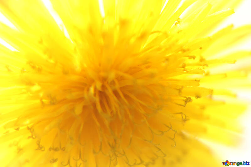Bright yellow dandelion flower №46763