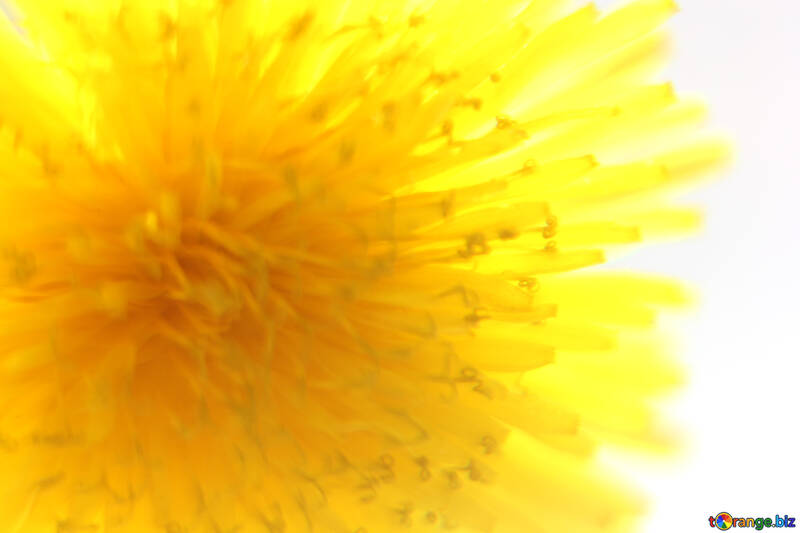 Bright yellow dandelion flower №46764