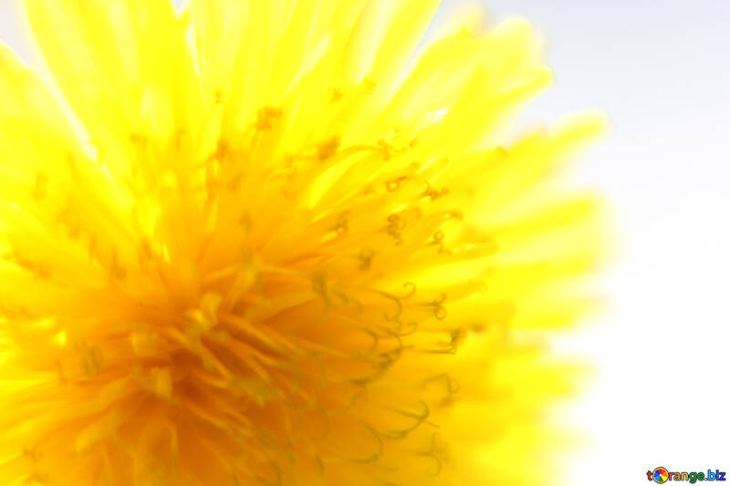 Bright yellow dandelion flower №46765