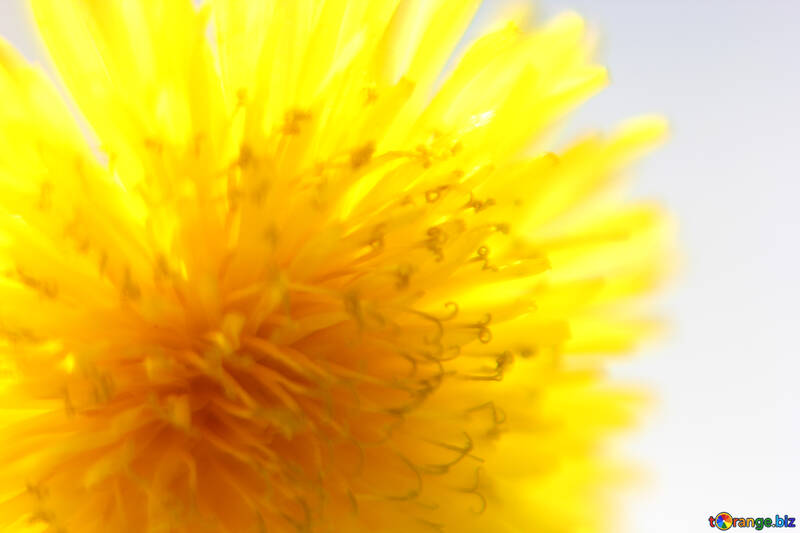 Bright yellow dandelion flower №46766