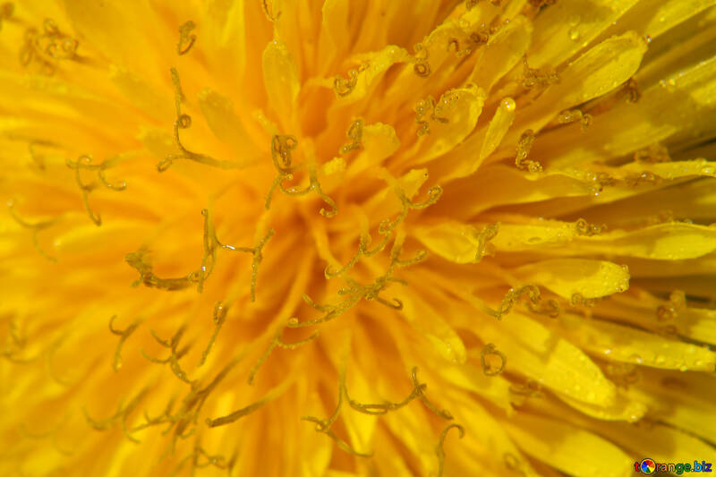 Жовта квітка кульбаби великий №46767