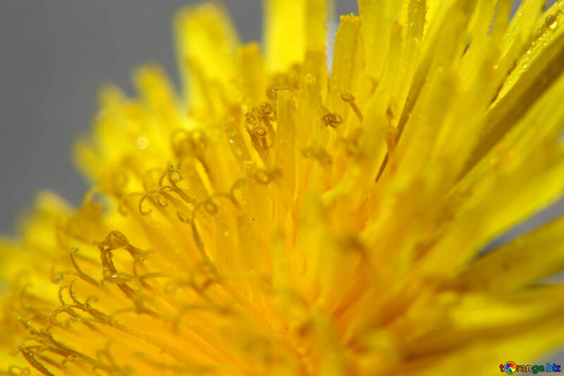 Yellow dandelion flower big №46770