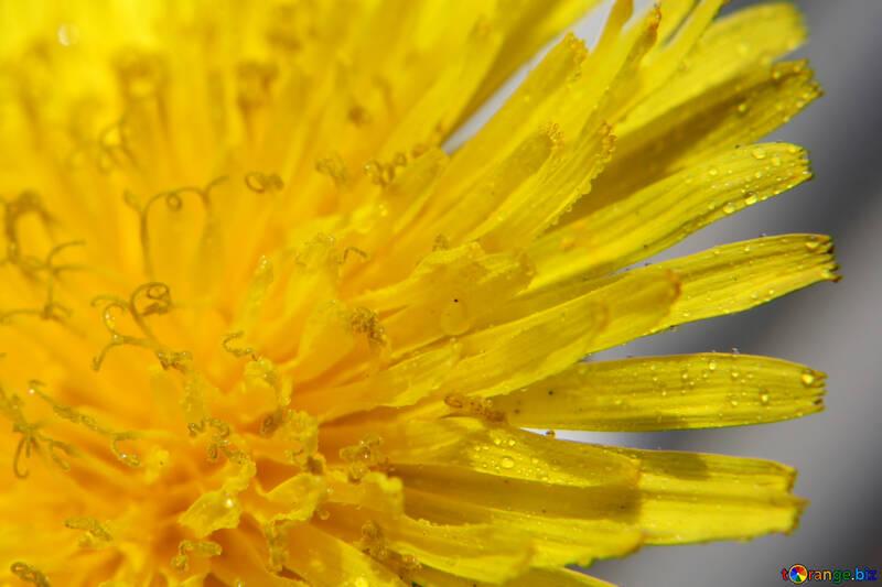 Yellow dandelion flower big №46774