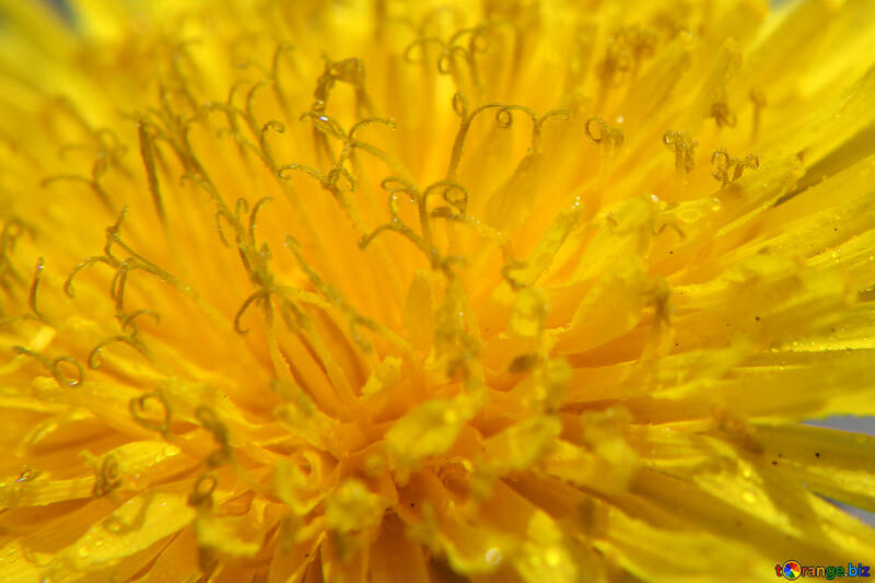 Yellow dandelion flower big №46775