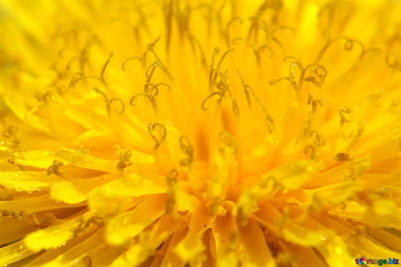 Yellow dandelion flower big №46778