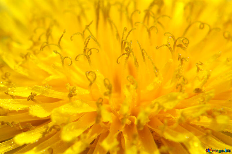 Flor grande leão amarelo №46778