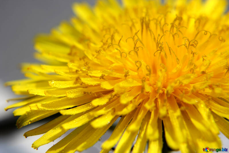 Yellow dandelion flower close up №46779
