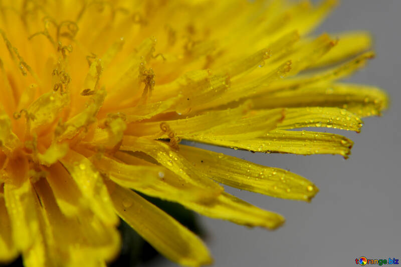 Yellow dandelion flower close up №46780