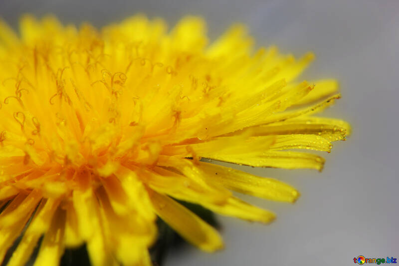 Yellow dandelion flower close up №46781