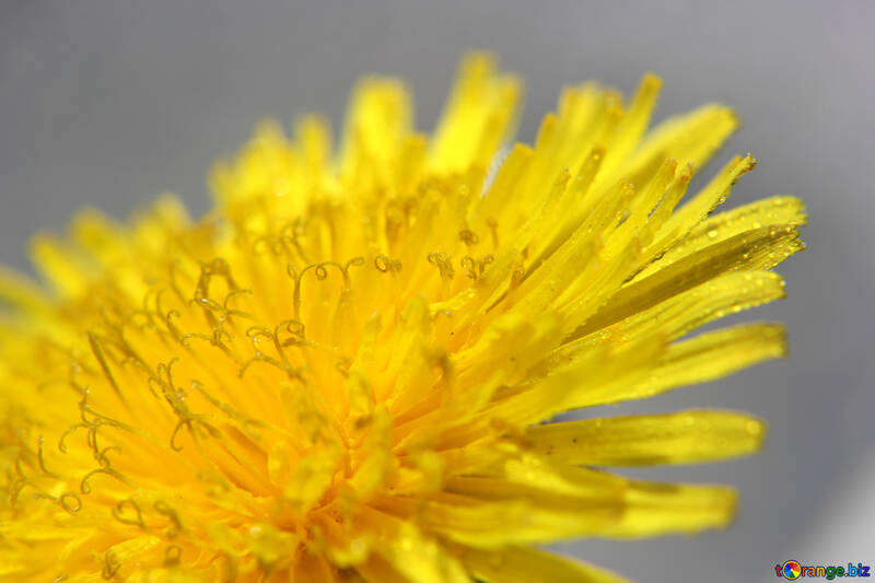 Yellow dandelion flower close up №46782