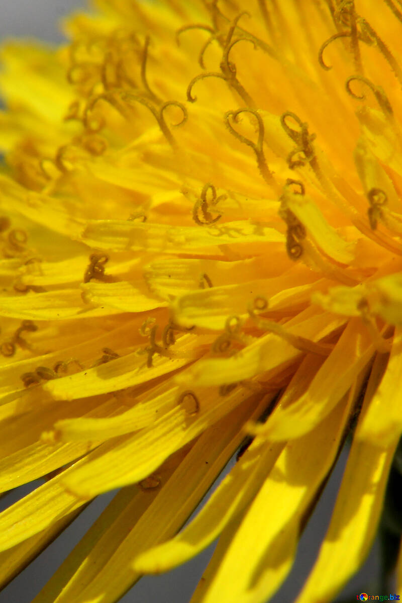 Жовта квітка кульбаби крупним планом №46783
