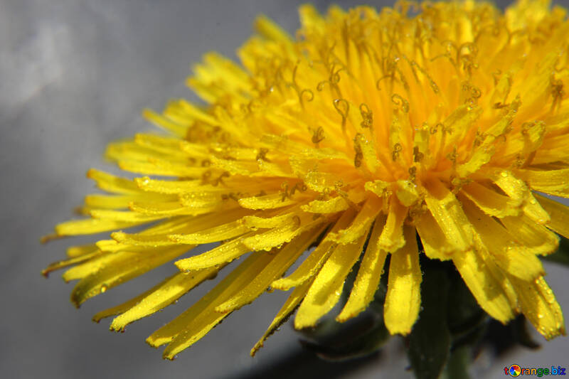 Yellow dandelion flower close up №46784