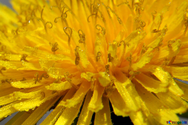 黄色いタンポポの花のクローズアップ №46785