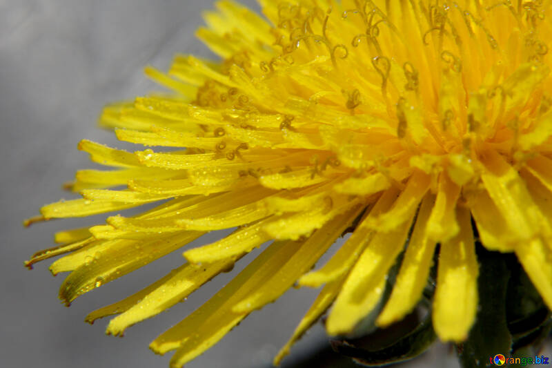 Yellow dandelion flower close up №46786