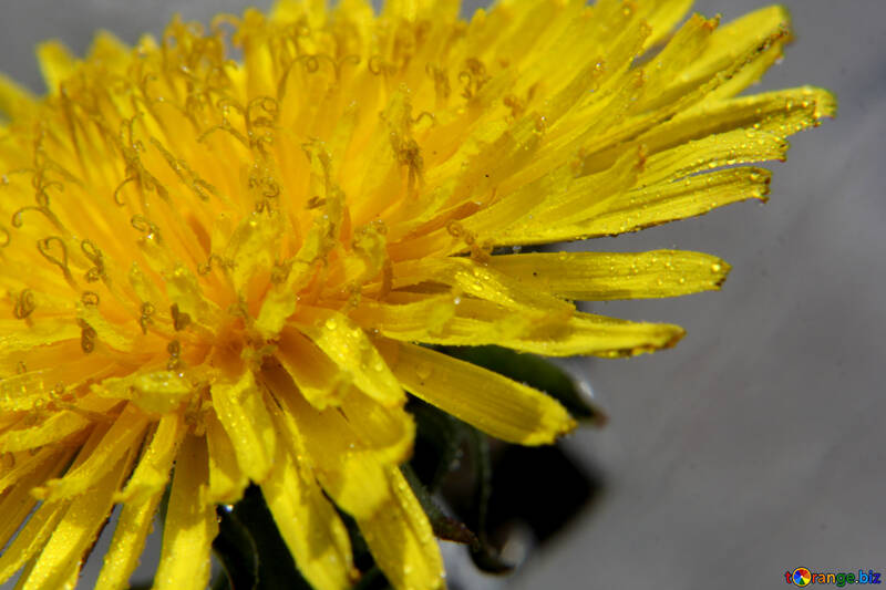 Yellow dandelion flower close up №46788