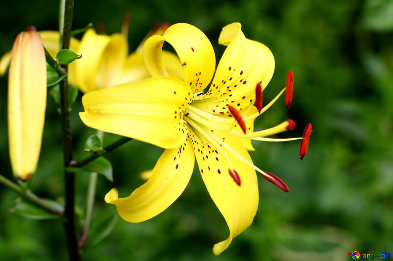Yellow lily №46839