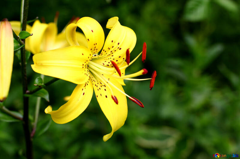 Yellow lily №46840
