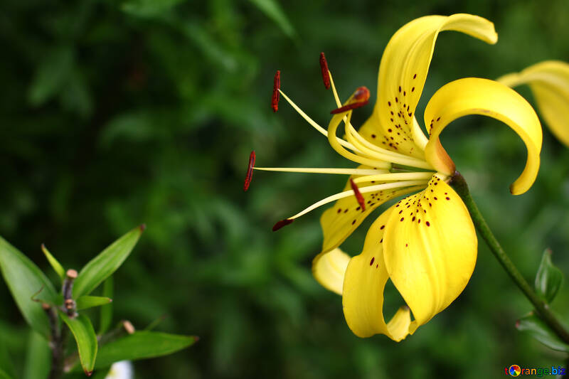 Yellow lily №46842