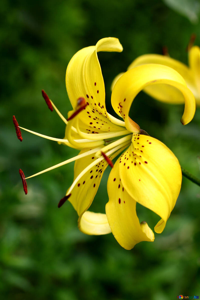 Yellow lily №46844