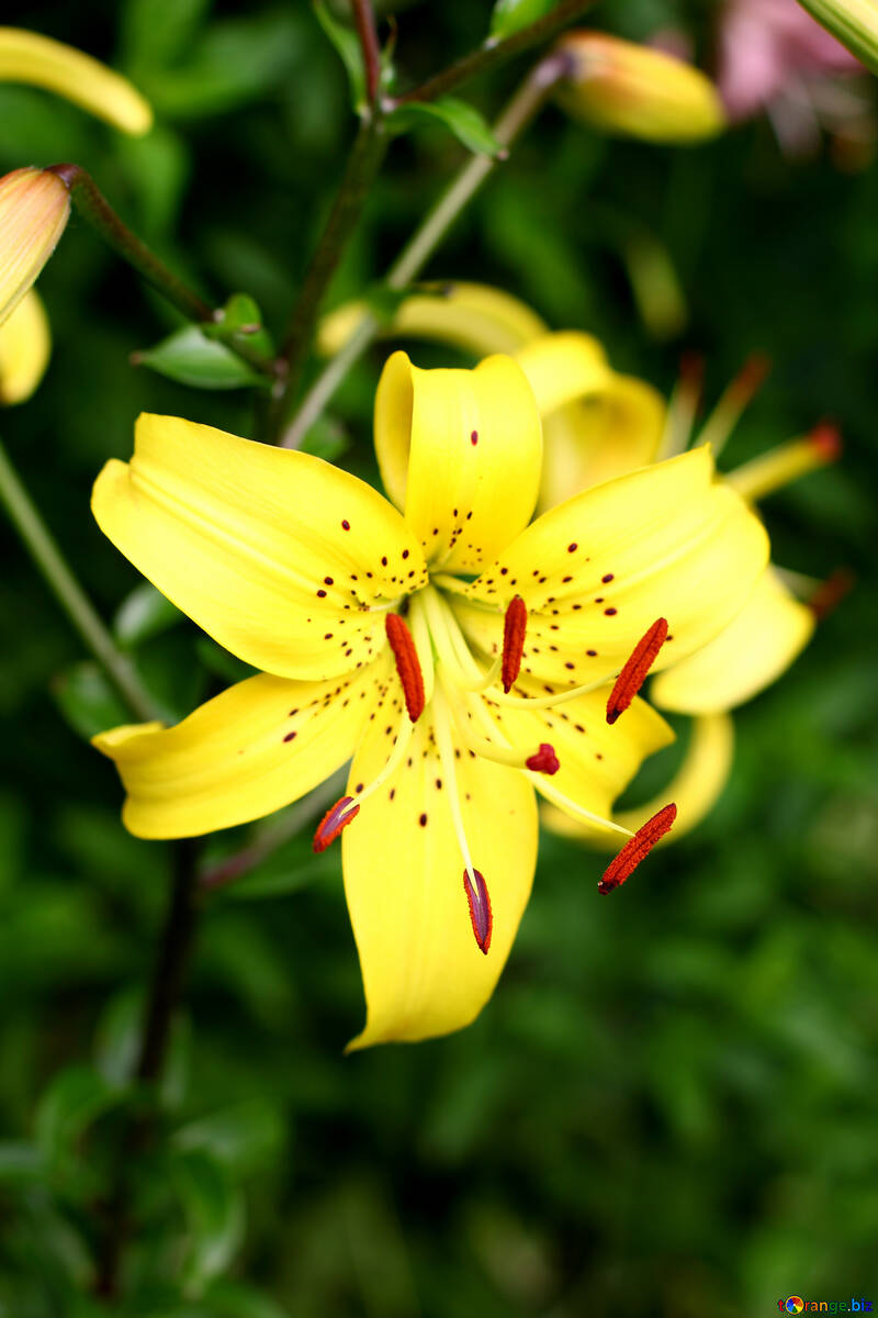 Yellow lily №46847