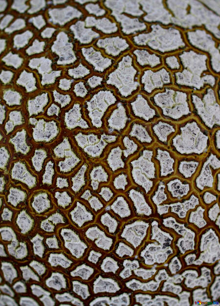 Αποτέλεσμα εικόνας για textures of the fungus