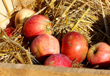 Manzanas naturales en una caja de madera en el heno №47364