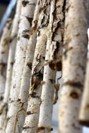 The trunks of the birch №47175