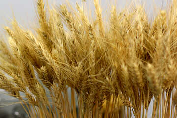 Spighe di grano secco №47168
