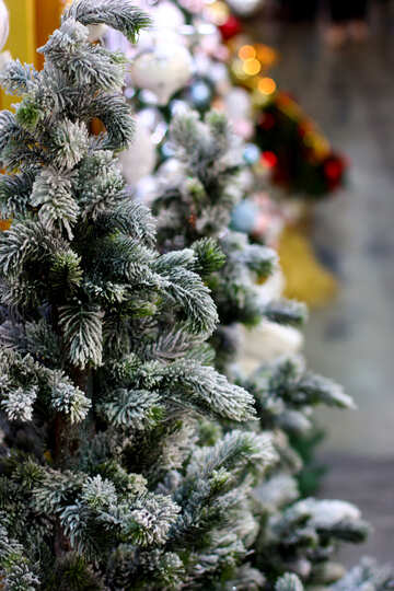 Christmas tree in the store №47611