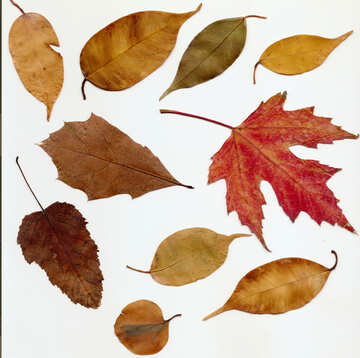Autumn leaves on a white background №47262