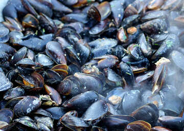 Mussels fried №47512