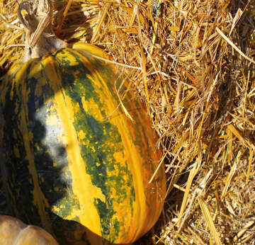 Pumpkin on the hay №47309