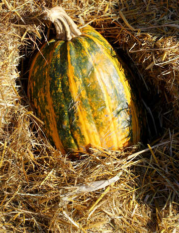 Pumpkin on the hay №47338