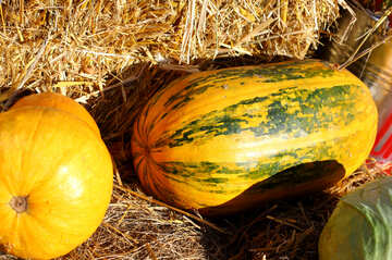 Pumpkins on a barrel №47325