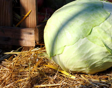 Cabbage №47375