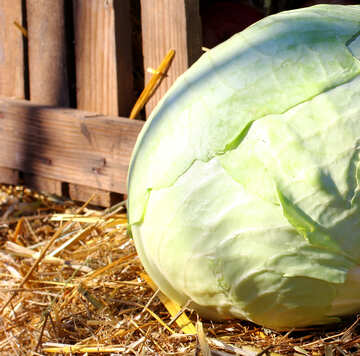 Cabbage №47373