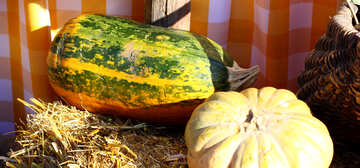 Pumpkins and fall vegetables №47304
