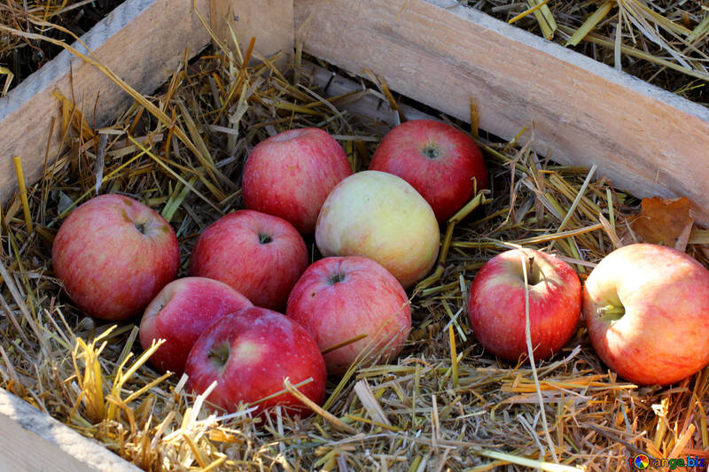 Manzanas naturales en una caja de madera en el heno №47358