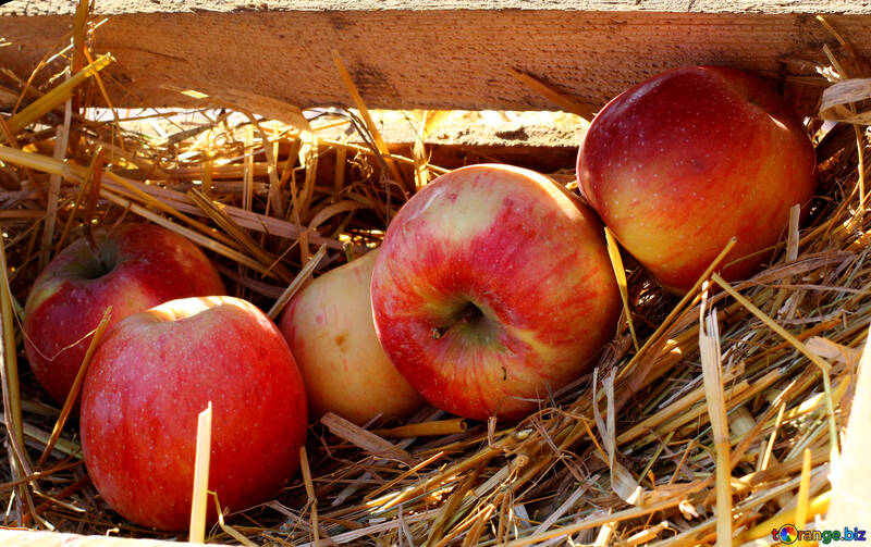 Manzanas naturales en una caja de madera en el heno №47359