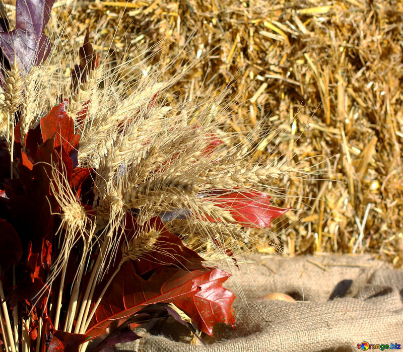 Autumn background with bread spikelets №47377