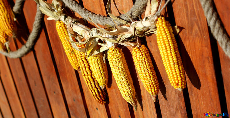 Decoración de otoño de maíz №47396