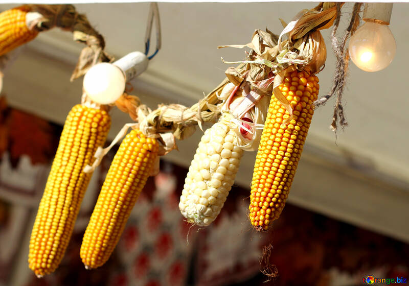 Autumn decor of  maize corn №47398